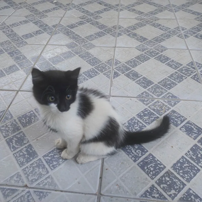 Gato ra a SRD-ViraLata idade 2 a 6 meses nome Não tem nome