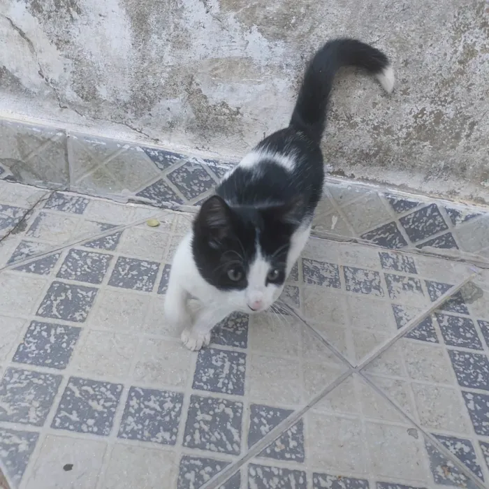 Gato ra a SRD-ViraLata idade 2 a 6 meses nome Não tem nome