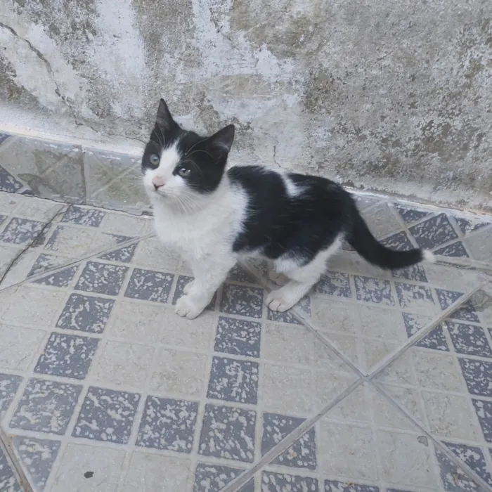 Gato ra a SRD-ViraLata idade 2 a 6 meses nome Não tem nome