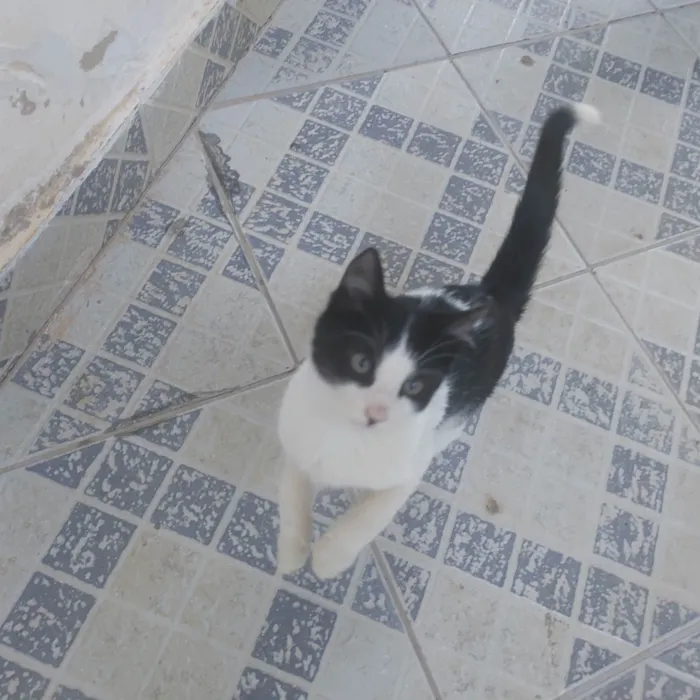 Gato ra a SRD-ViraLata idade 2 a 6 meses nome Não tem nome
