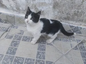 Gato raça SRD-ViraLata idade 2 a 6 meses nome Não tem nome