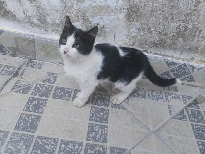 Gato ra a SRD-ViraLata idade 2 a 6 meses nome Não tem nome