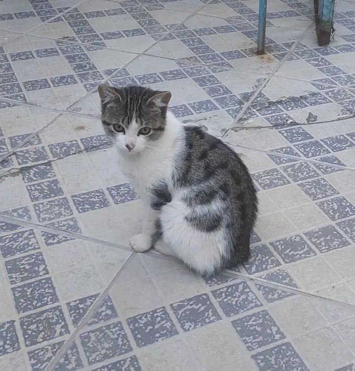 Gato ra a SRD-ViraLata idade 2 a 6 meses nome Não tem nome