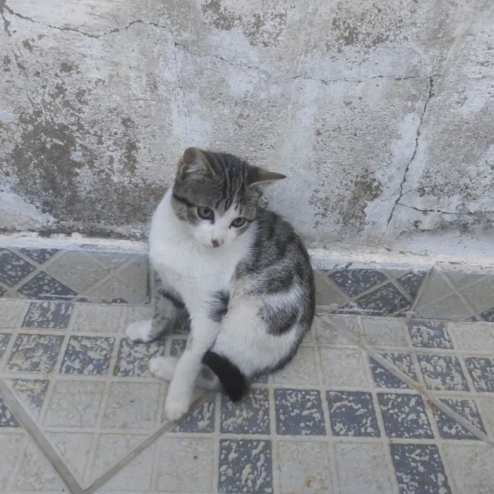 Gato ra a SRD-ViraLata idade 2 a 6 meses nome Não tem nome