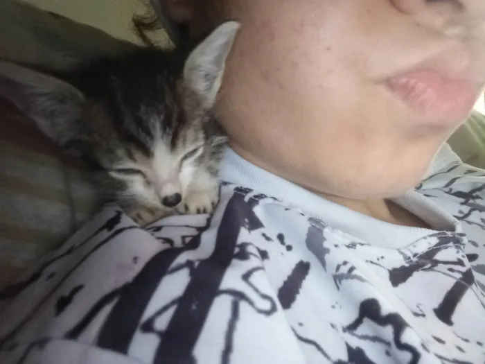Gato ra a SRD-ViraLata idade Abaixo de 2 meses nome Mia