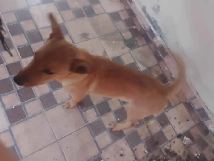 Cachorro ra a SRD-ViraLata idade 7 a 11 meses nome Dutch