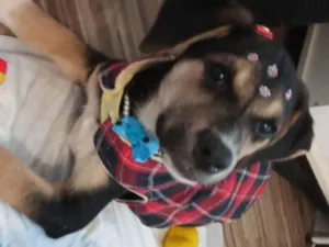 Cachorro raça SRD-ViraLata idade 2 a 6 meses nome Maia