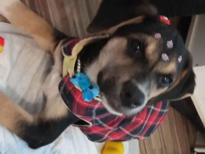Cachorro ra a SRD-ViraLata idade 2 a 6 meses nome Maia