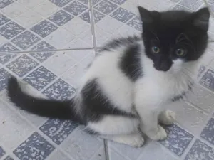 Gato raça SRD-ViraLata idade 2 a 6 meses nome Não tem nome