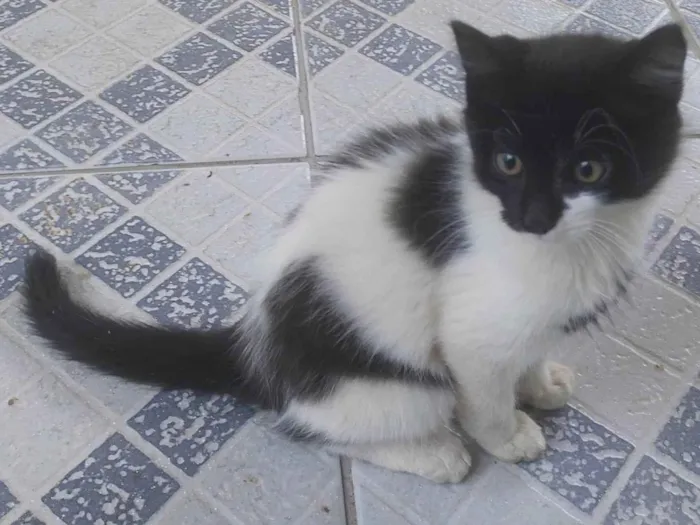 Gato ra a SRD-ViraLata idade 2 a 6 meses nome Não tem nome