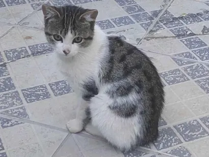 Gato raça SRD-ViraLata idade 2 a 6 meses nome Não tem nome