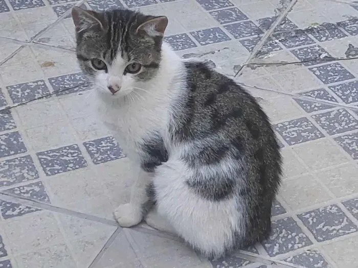Gato ra a SRD-ViraLata idade 2 a 6 meses nome Não tem nome