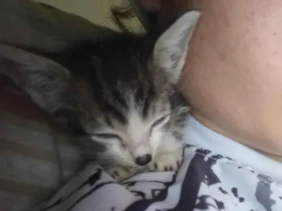 Gato raça SRD-ViraLata idade Abaixo de 2 meses nome Mia