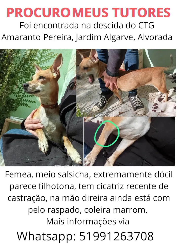 Cachorro ra a SRD-ViraLata idade 7 a 11 meses nome Suricata 