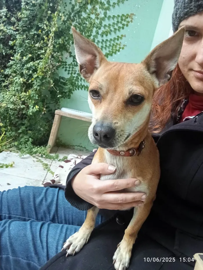 Cachorro ra a SRD-ViraLata idade 7 a 11 meses nome Suricata 