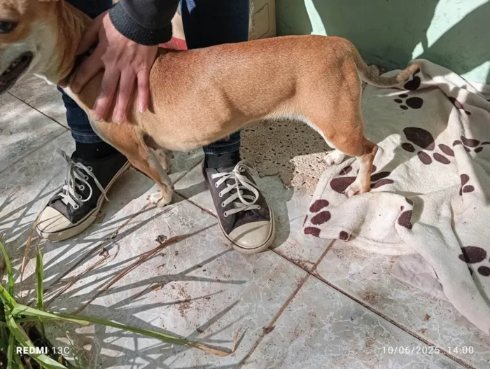 Cachorro ra a SRD-ViraLata idade 7 a 11 meses nome Suricata 