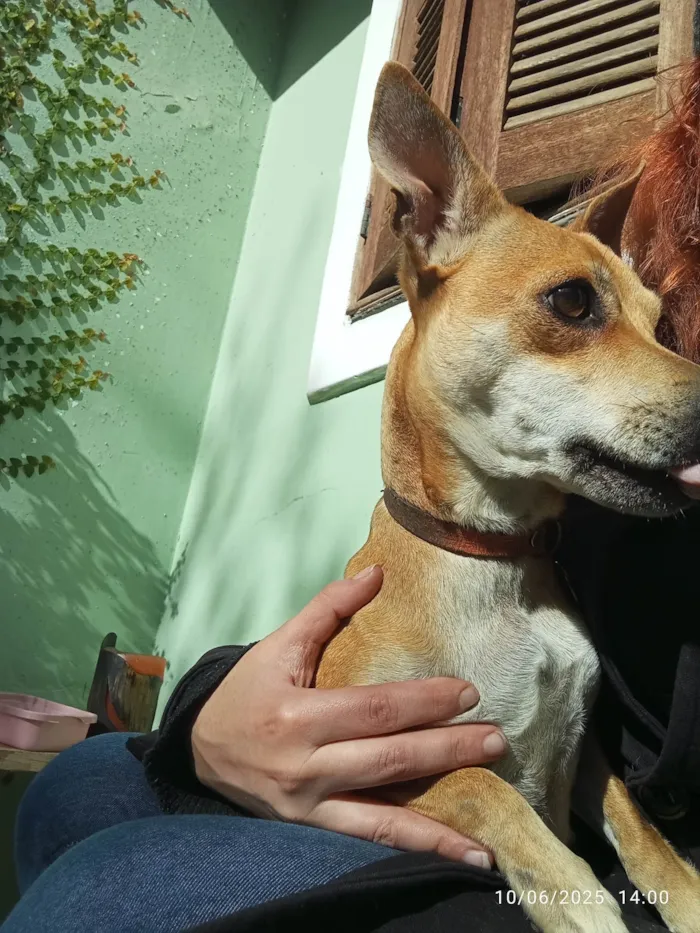 Cachorro ra a SRD-ViraLata idade 7 a 11 meses nome Suricata 