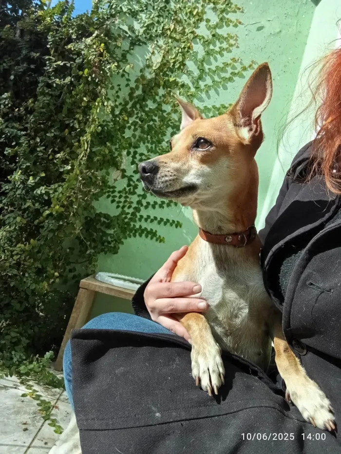 Cachorro ra a SRD-ViraLata idade 7 a 11 meses nome Suricata 