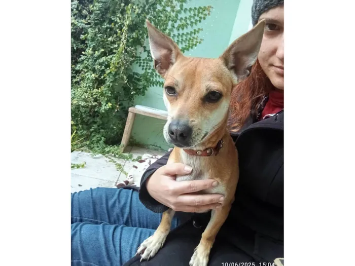 Cachorro ra a SRD-ViraLata idade 7 a 11 meses nome Suricata 