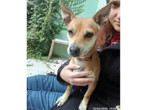 Cachorro raça SRD-ViraLata idade 7 a 11 meses nome Suricata 
