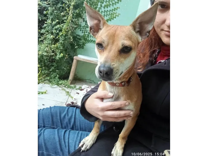 Cachorro ra a SRD-ViraLata idade 7 a 11 meses nome Suricata 