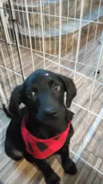 Rubi