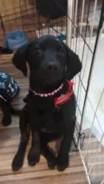 Rubi