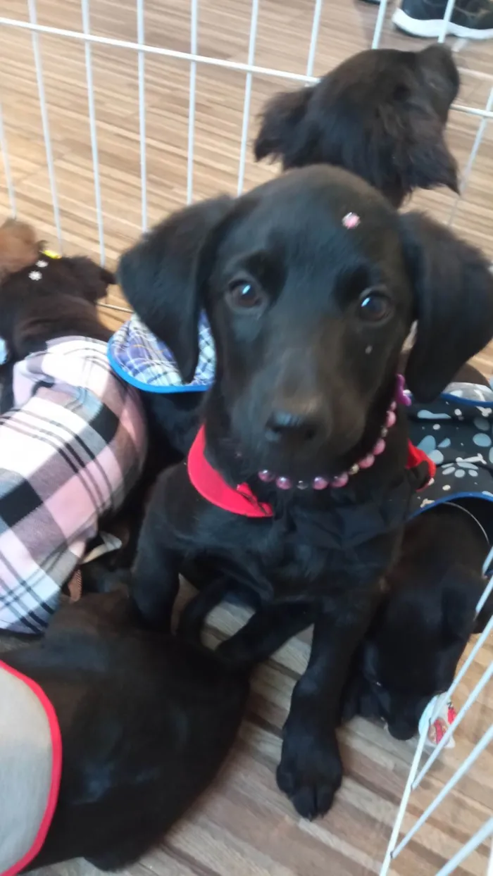 Cachorro ra a SRD-ViraLata idade 2 a 6 meses nome Rubi