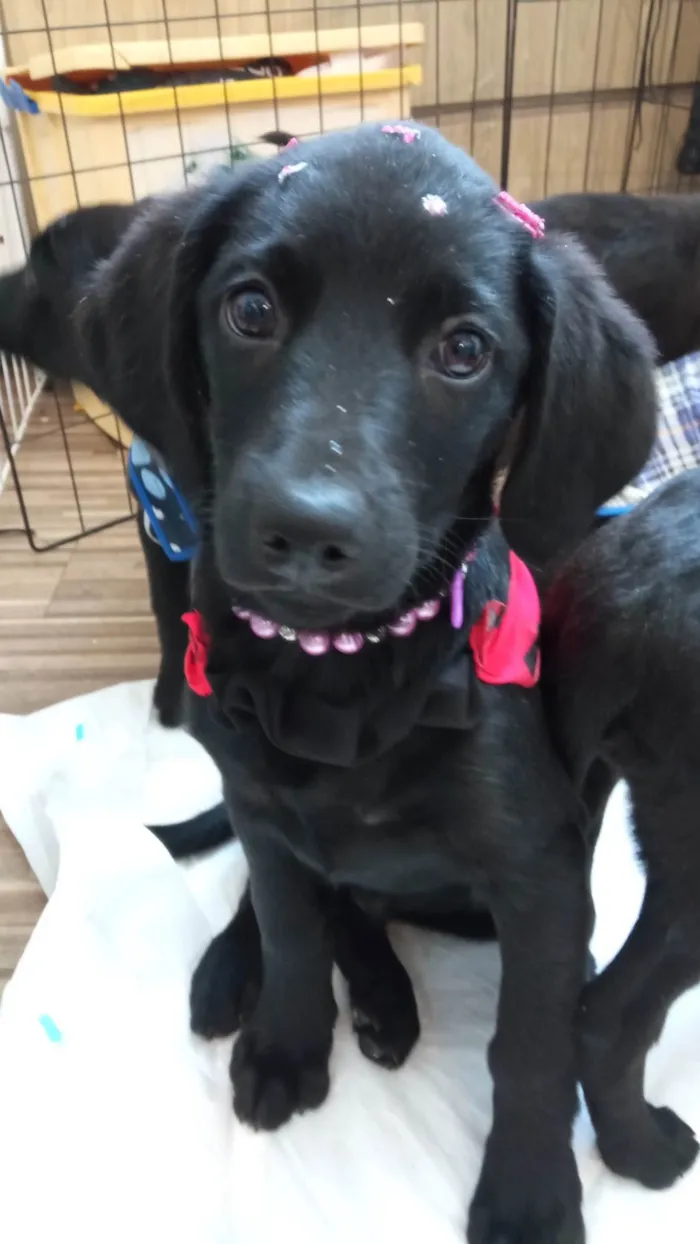Cachorro ra a SRD-ViraLata idade 2 a 6 meses nome Rubi
