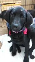 Rubi