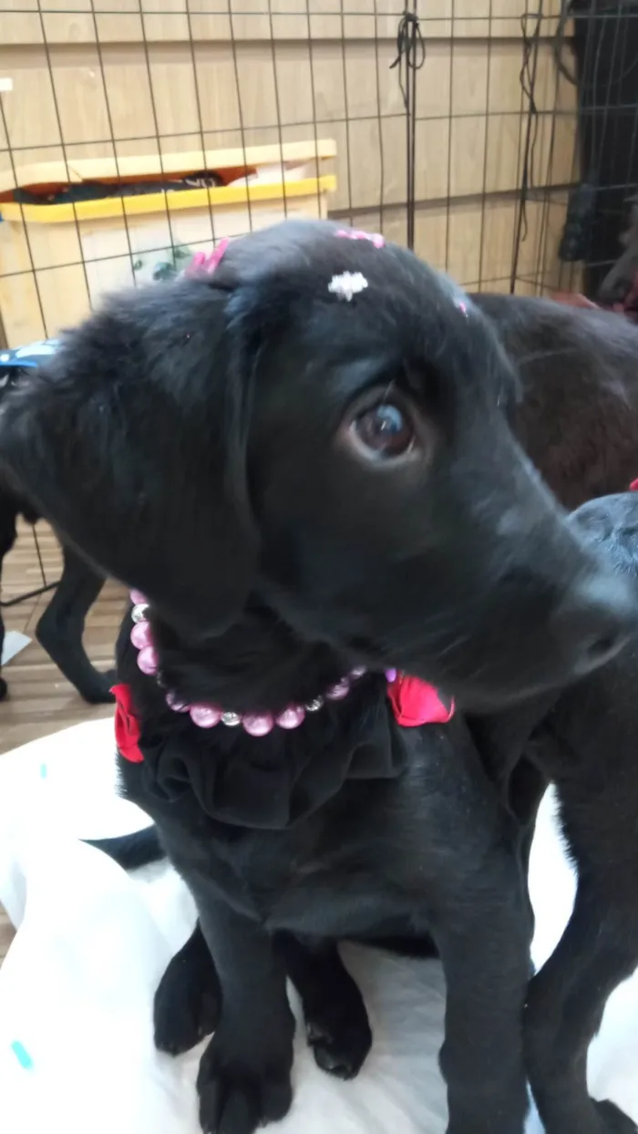Cachorro ra a SRD-ViraLata idade 2 a 6 meses nome Rubi