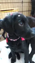 Rubi