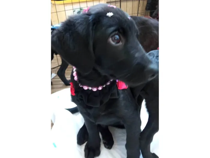 Cachorro ra a SRD-ViraLata idade 2 a 6 meses nome Rubi