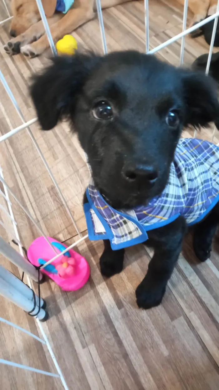 Cachorro ra a SRD-ViraLata idade 2 a 6 meses nome Frank
