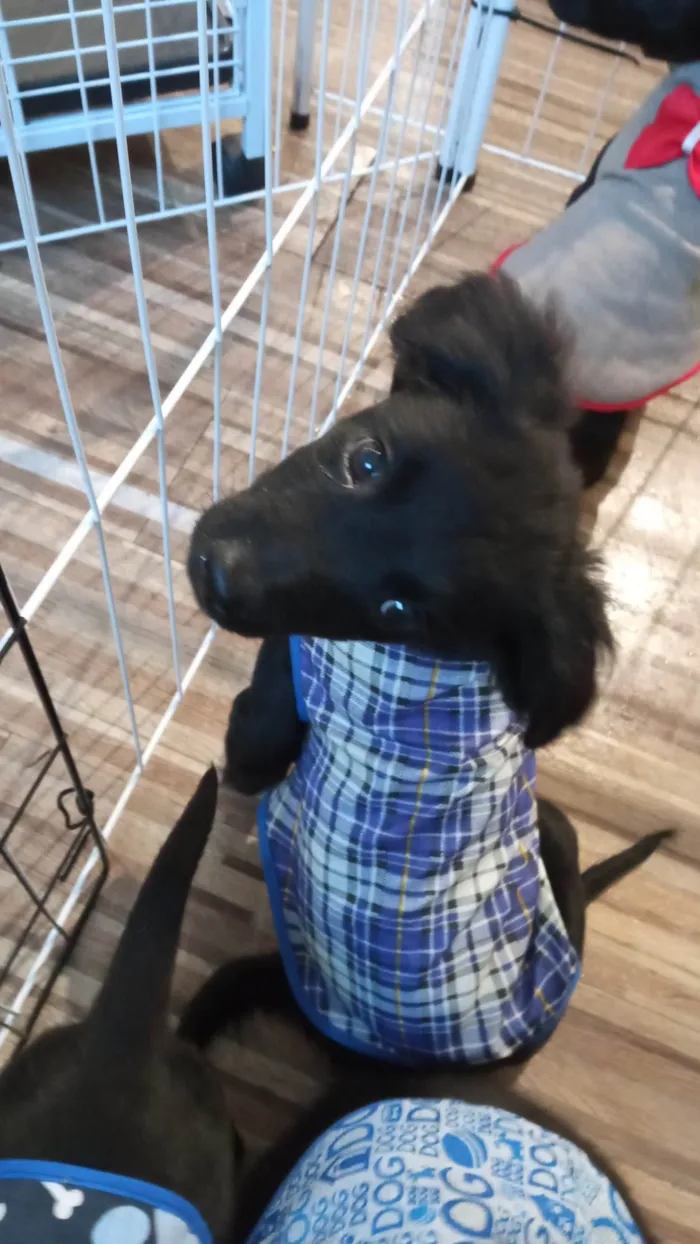 Cachorro ra a SRD-ViraLata idade 2 a 6 meses nome Frank
