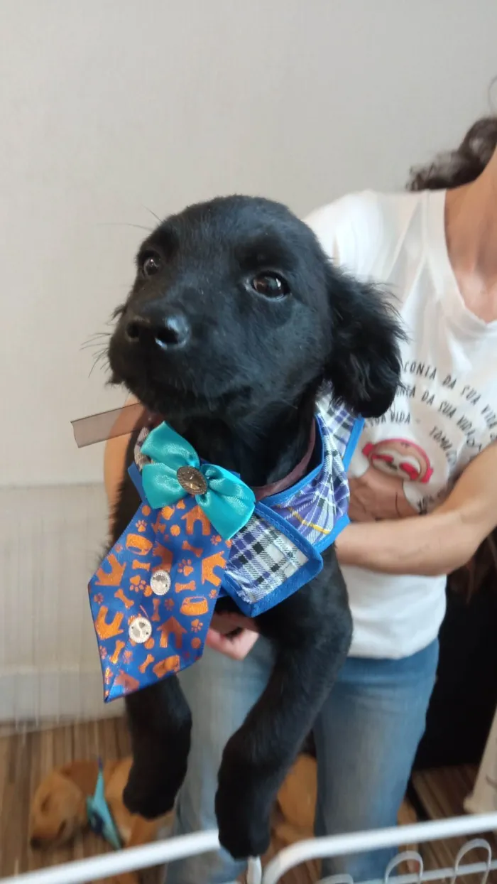 Cachorro ra a SRD-ViraLata idade 2 a 6 meses nome Frank