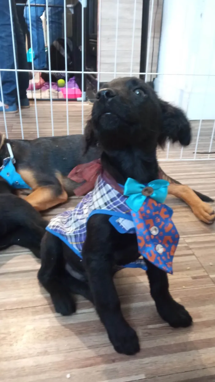 Cachorro ra a SRD-ViraLata idade 2 a 6 meses nome Frank