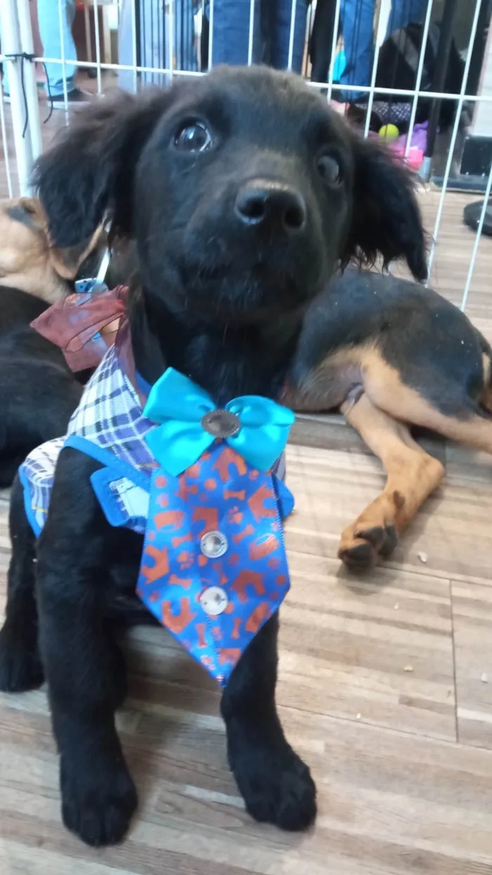 Cachorro ra a SRD-ViraLata idade 2 a 6 meses nome Frank