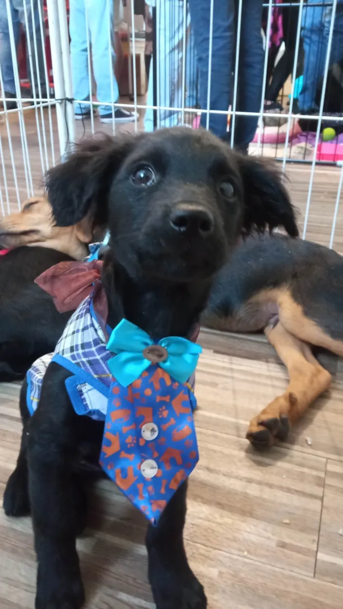 Cachorro ra a SRD-ViraLata idade 2 a 6 meses nome Frank