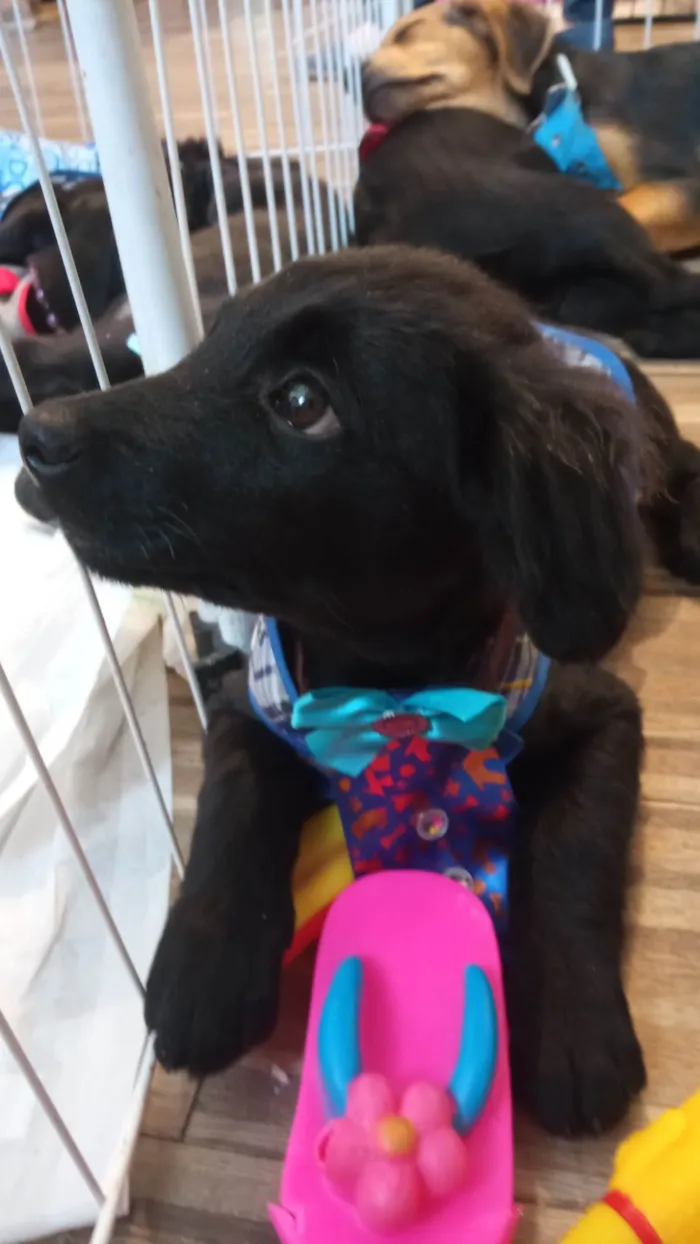 Cachorro ra a SRD-ViraLata idade 2 a 6 meses nome Frank