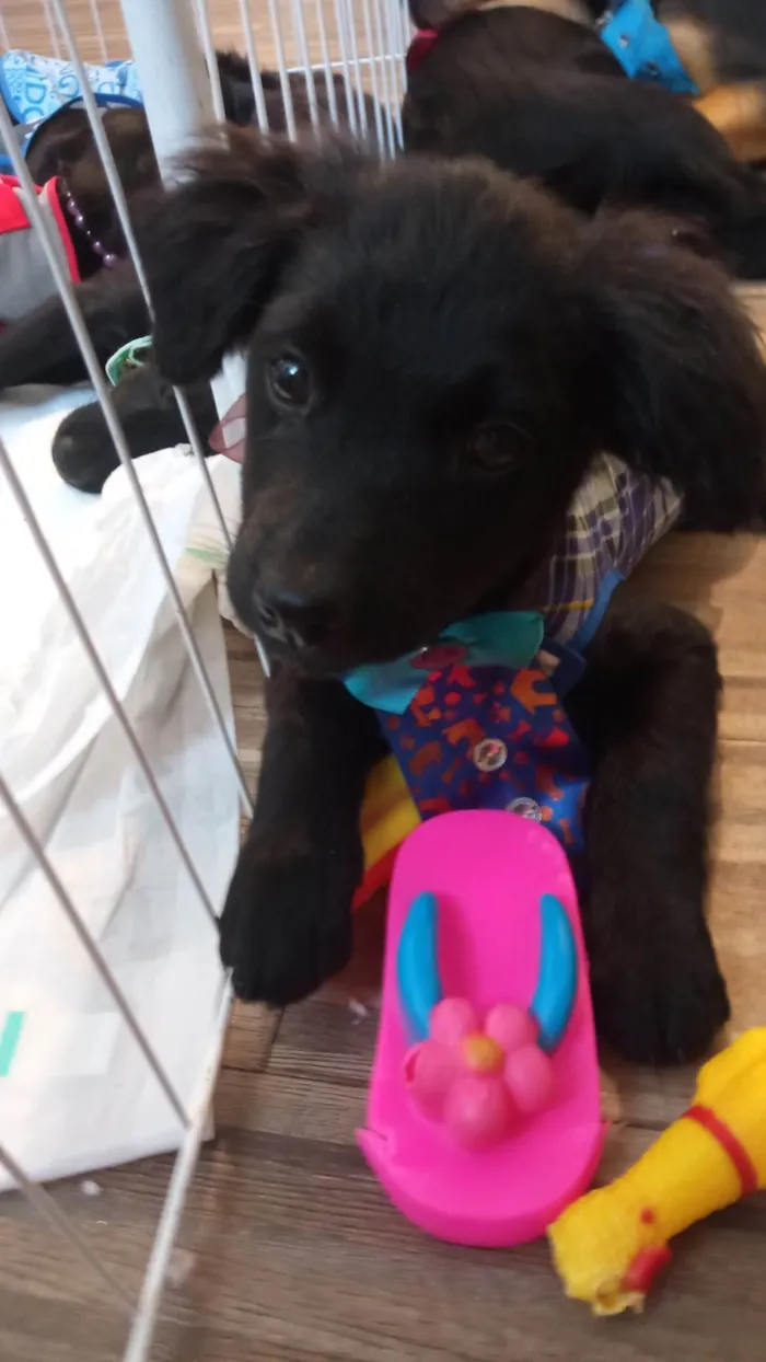 Cachorro ra a SRD-ViraLata idade 2 a 6 meses nome Frank