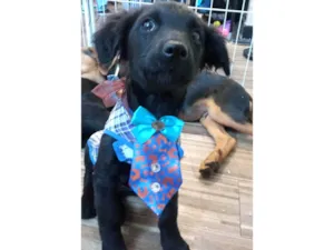 Cachorro raça SRD-ViraLata idade 2 a 6 meses nome Frank