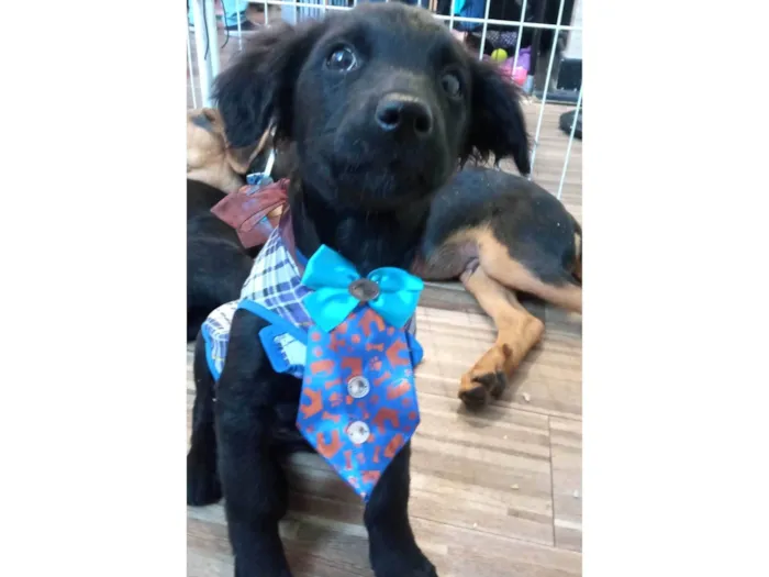 Cachorro ra a SRD-ViraLata idade 2 a 6 meses nome Frank