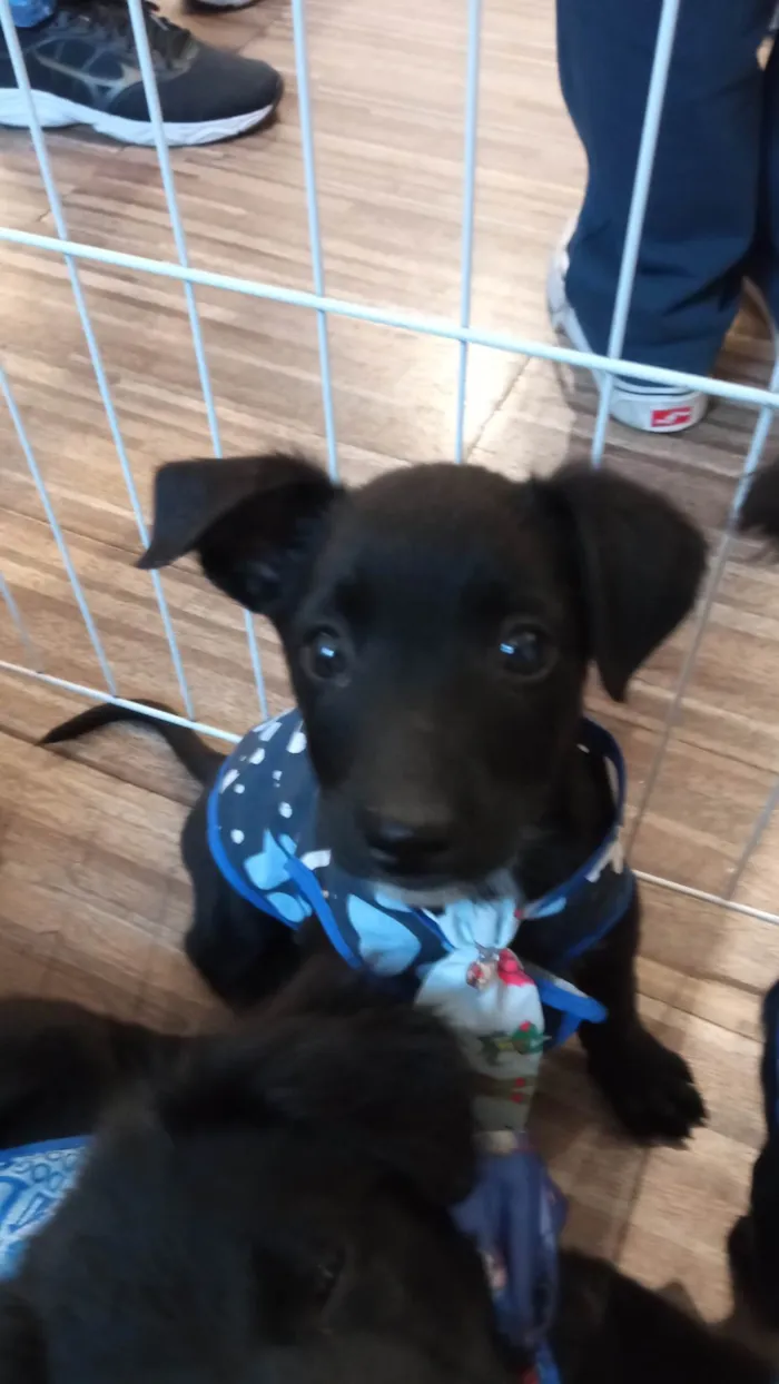 Cachorro ra a SRD-ViraLata idade 2 a 6 meses nome Caju