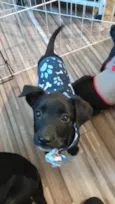 Caju