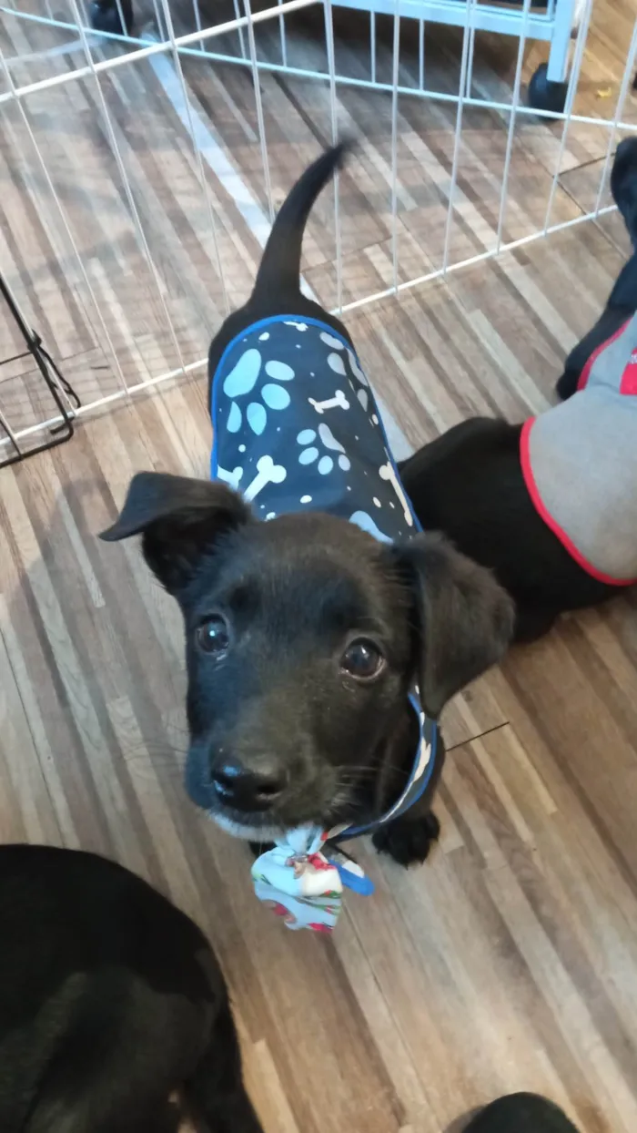 Cachorro ra a SRD-ViraLata idade 2 a 6 meses nome Caju
