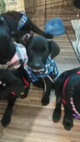 Caju