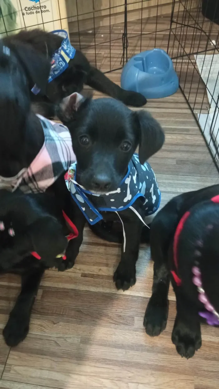 Cachorro ra a SRD-ViraLata idade 2 a 6 meses nome Caju