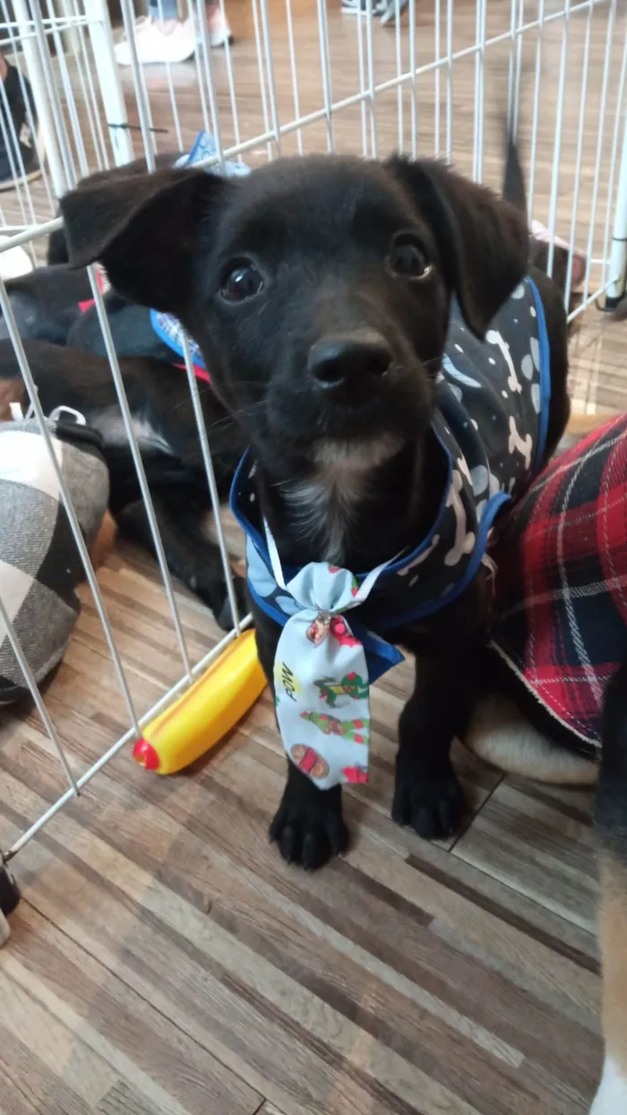 Cachorro ra a SRD-ViraLata idade 2 a 6 meses nome Caju