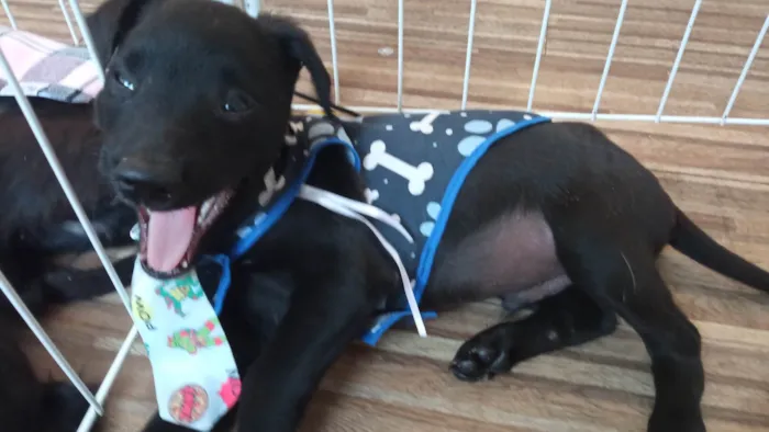 Cachorro ra a SRD-ViraLata idade 2 a 6 meses nome Caju
